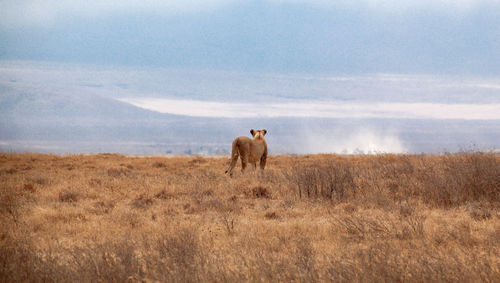 Horse in a field