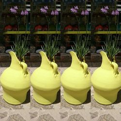 Potted plants on table