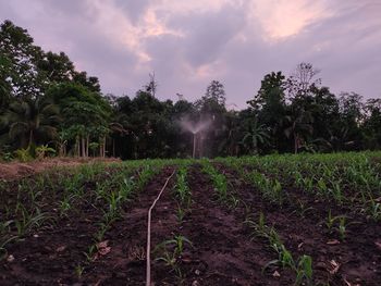 Scenic view of agricultural field against sky