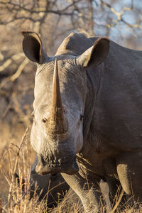 White rhinoceros portait, ceratotherium simum, kruger park, south africa