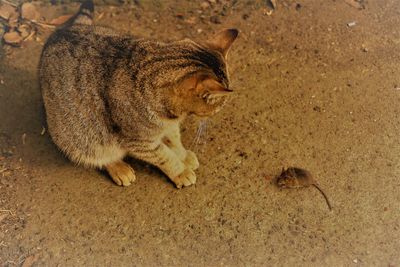 High angle view of cat sitting outdoors