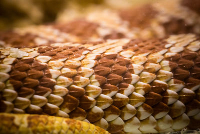 Close-up of snake