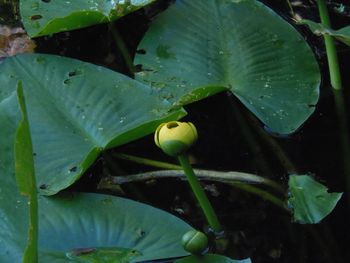 Close-up of leaves