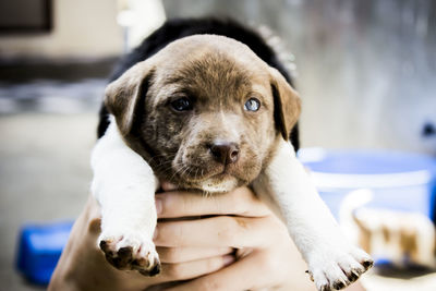 Close-up portrait of puppy