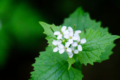 Close-up of white flowers blooming outdoors