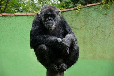 Portrait of monkey on rock