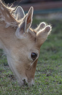 Closeup portrait of a young deer grazing grass. 