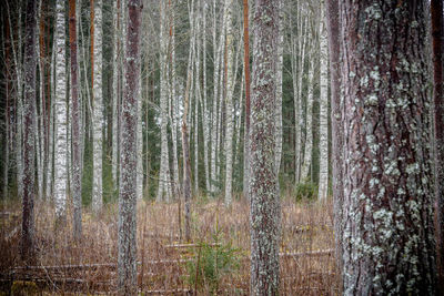 Pine trees in forest