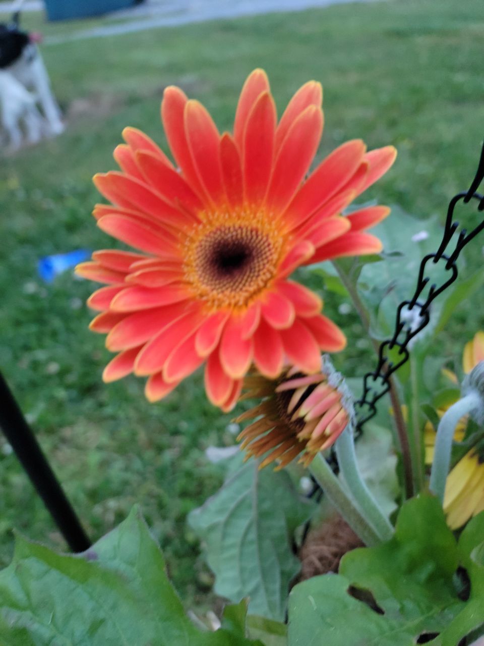 CLOSE-UP OF RED DAHLIA FLOWER