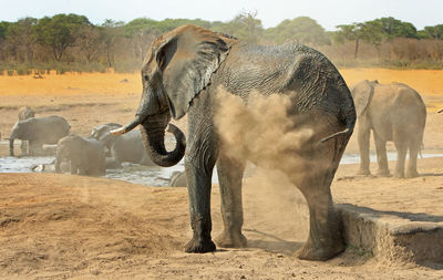 Elephants on landscape