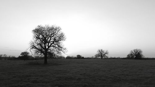 Bare tree on field against clear sky