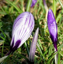 Close-up of purple crocus flowers on field