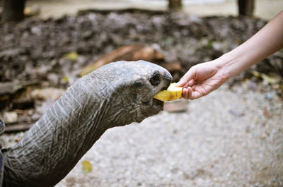Close-up of hand feeding bird