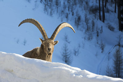 Close-up of elephant on snow