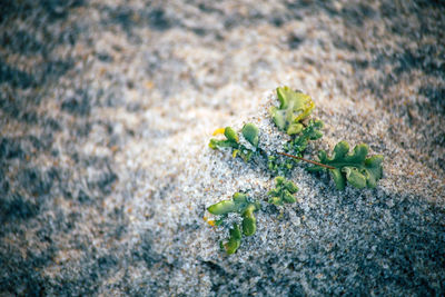 High angle view of plant growing on rock