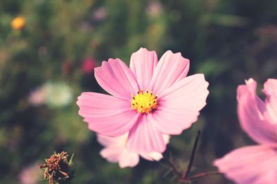 Close-up of pink flower