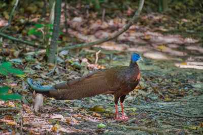 Side view of a bird on field