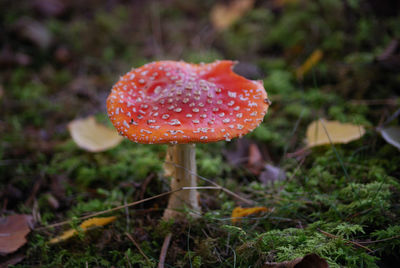 Close-up of fly agaric mushroom on field