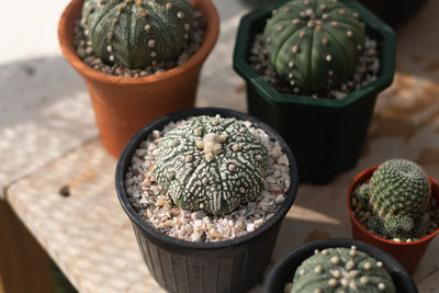 High angle view of potted plants on table