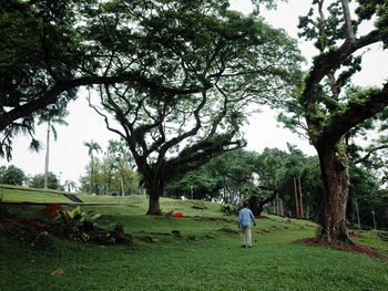 Rear view of man standing on field against trees