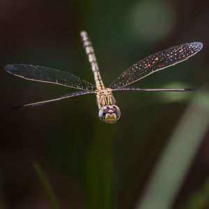 Close-up of insect on leaf