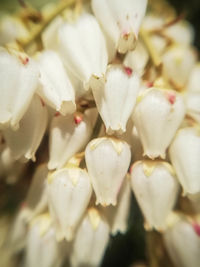 Full frame shot of white flowers