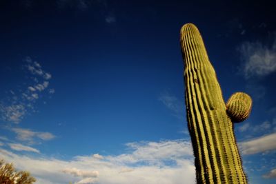Low angle view of a saguaro cactus growing on field against blue sky