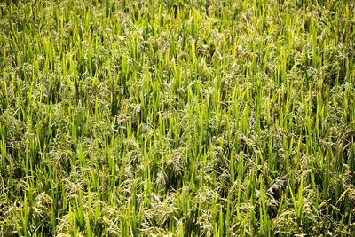 Full frame shot of bamboo on field