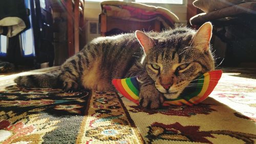 Cat relaxing on tiled floor