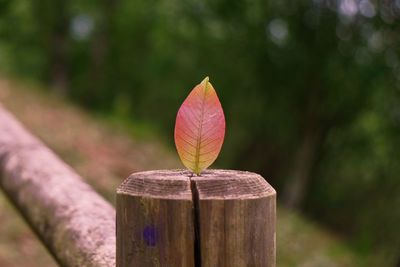 Close-up of plant against wooden fence