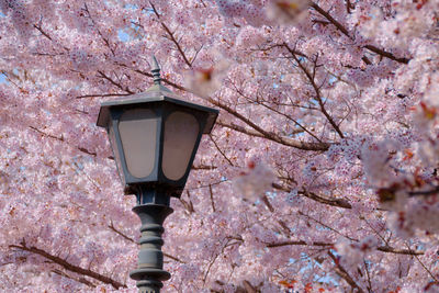Low angle view of street light against sky