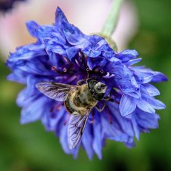 Close-up of bee on purple flower