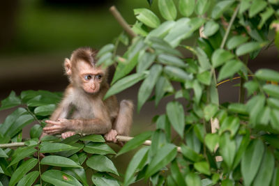 Close-up of monkey sitting on plant