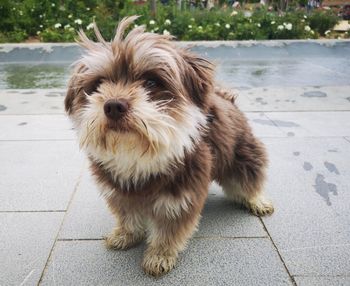 Portrait of dog on footpath