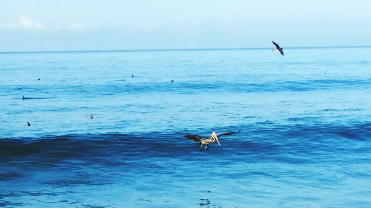 bird, animal themes, animals in the wild, wildlife, sea, water, flying, seagull, horizon over water, spread wings, beauty in nature, nature, tranquil scene, scenics, tranquility, sky, waterfront, clear sky, one animal