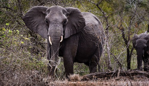 Elephant standing on grass against trees