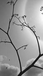 Low angle view of bare tree against sky