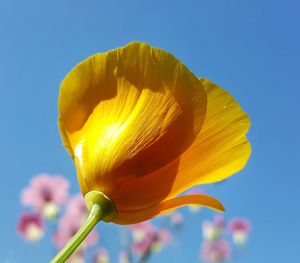 Macro shot of yellow flower