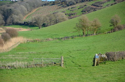 Scenic view of farm