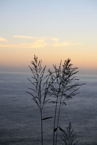 Silhouette plant against sea during sunset