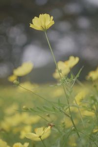 flowering plant