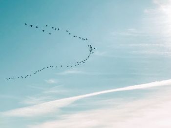 Low angle view of birds flying in sky