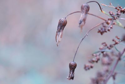 Close-up of wilted plant against blurred background