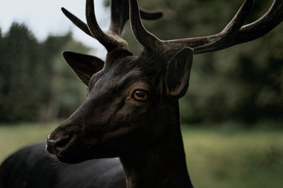 Close-up of deer, stag looking into camera in forest