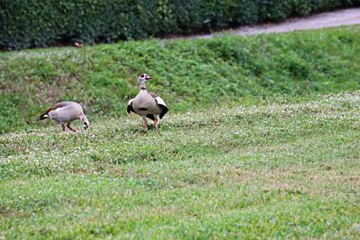 View of birds on field