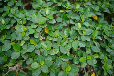 Full frame shot of leaves