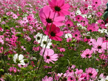 Close-up of pink cosmos flowers blooming outdoors