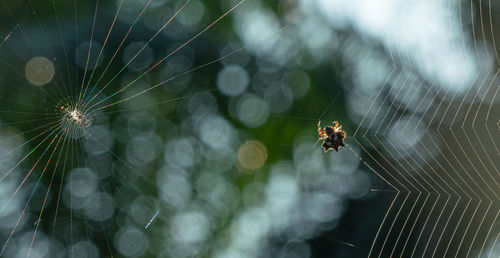 Close-up of spider on web