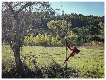 Trees growing on field against sky