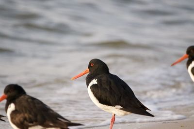 Close-up of birds perching on the beach